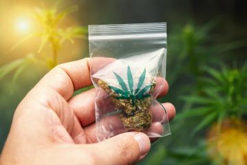 Hand Holding and showing Cannabis buds in a plastic zip bag. Concept of herbal alternative medicine, cbd oil, pharmaceutical industry or illegal drug use- Stock Photo or Stock Video of rcfotostock | RC Photo Stock