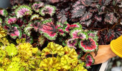 Hand select different Begonia rex or royal begonia flowers in a garden center or supermarket. Shopping in a greenhouse concept image- Stock Photo or Stock Video of rcfotostock | RC Photo Stock