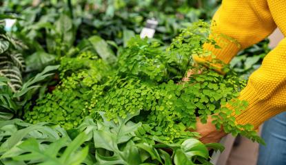 Hand select different Fern flowers in a garden center or supermarket. Shopping in a greenhouse concept image : Stock Photo or Stock Video Download rcfotostock photos, images and assets rcfotostock | RC Photo Stock.: