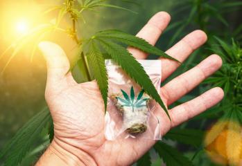 Hand showing Cannabis buds in a plastic bag. Concept of herbal alternative medicine, cbd oil, pharmaceutical industry or illegal drug use- Stock Photo or Stock Video of rcfotostock | RC Photo Stock