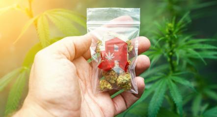 Hand showing Cannabis buds in a plastic bag with drugstore sign. Concept of herbal alternative medicine, cbd oil, pharmaceutical industry or illegal drug use : Stock Photo or Stock Video Download rcfotostock photos, images and assets rcfotostock | RC-Photo-Stock.: