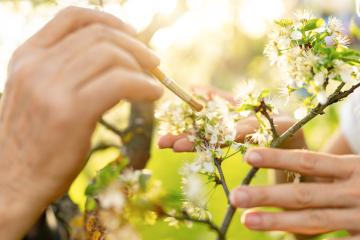Hands using a brush for pollinating apple blossoms, illuminated by warm sunlight- Stock Photo or Stock Video of rcfotostock | RC Photo Stock