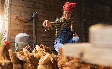 Happy chicken famer woman with bucket feeding chickens at the farmside : Stock Photo or Stock Video Download rcfotostock photos, images and assets rcfotostock | RC Photo Stock.: