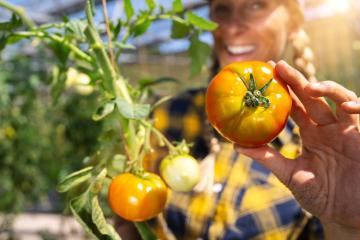 Happy female farmer showing fresh ripe tomato in greenhouse for the market sale. Healthy food production. : Stock Photo or Stock Video Download rcfotostock photos, images and assets rcfotostock | RC Photo Stock.: