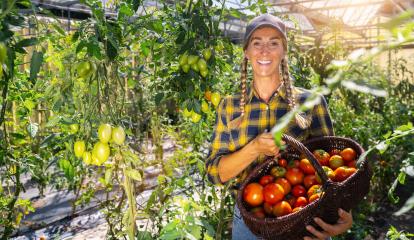 Happy Female farmer with basket of ripe red cherry tomatoes and meat tomatoes in greenhouse. Farmer Growing tomatoes, Vegetable business, Greenhouse with tomatoes, Healthy food production. : Stock Photo or Stock Video Download rcfotostock photos, images and assets rcfotostock | RC Photo Stock.: