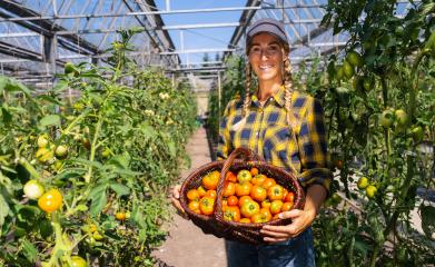 Happy female farmer with basket of ripe red cherry tomatoes and meat tomatoes in greenhouse. Farmer Growing tomatoes, Vegetable Greenhouse with tomatoes, Healthy food production and Copy Space. : Stock Photo or Stock Video Download rcfotostock photos, images and assets rcfotostock | RC Photo Stock.: