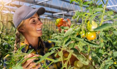 Happy organic female farmer harvesting tomatoes in greenhouse : Stock Photo or Stock Video Download rcfotostock photos, images and assets rcfotostock | RC Photo Stock.: