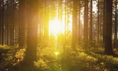 Happy young hiker raised hands at sunset in the woods - Travel Life Concept image : Stock Photo or Stock Video Download rcfotostock photos, images and assets rcfotostock | RC Photo Stock.: