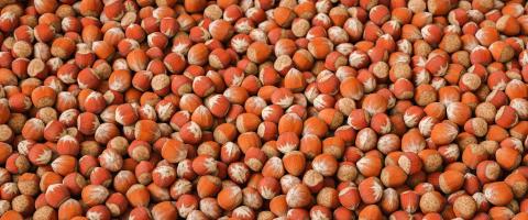 Hazelnut nut health organic brown filbert autumn background concept. Food background : Stock Photo or Stock Video Download rcfotostock photos, images and assets rcfotostock | RC Photo Stock.: