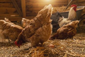 hen is hatching the egg in the coop and Rooster is standing in the background at a bio farm. Hens in hen house. Chicken eggs in hen house. Chicken farm. : Stock Photo or Stock Video Download rcfotostock photos, images and assets rcfotostock | RC Photo Stock.: