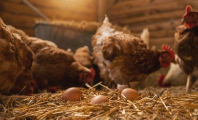 hen lays eggs at a chicken coop in a group of chickens at a bio farm. Hens in hen house. Chicken eggs in hen house. Chicken farm in germany : Stock Photo or Stock Video Download rcfotostock photos, images and assets rcfotostock | RC Photo Stock.: