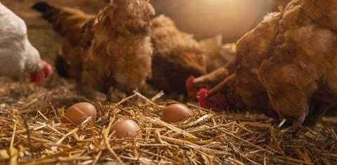 hen with eggs at a chicken coop in a group of chickens at a bio farm. Hens in hen house. Chicken eggs in hen house. Chicken farm in germany : Stock Photo or Stock Video Download rcfotostock photos, images and assets rcfotostock | RC Photo Stock.: