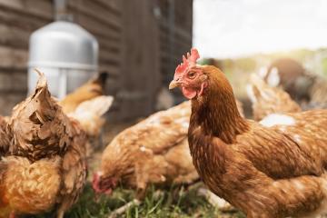 Hens in hen house. Hens in bio farm. Chicken in hen house. Chickens in farm at sunny day : Stock Photo or Stock Video Download rcfotostock photos, images and assets rcfotostock | RC Photo Stock.: