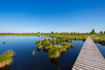 High Fens (Hautes Fagnes) at spring time at the eifel national park- Stock Photo or Stock Video of rcfotostock | RC-Photo-Stock