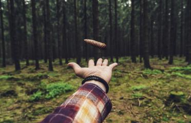 hiker throw up a pine cone in the forest : Stock Photo or Stock Video Download rcfotostock photos, images and assets rcfotostock | RC Photo Stock.: