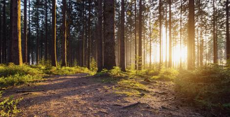 Hiking Path in to the Forest : Stock Photo or Stock Video Download rcfotostock photos, images and assets rcfotostock | RC Photo Stock.: