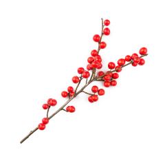 Holly ilex, christmas decoration, on a white background : Stock Photo or Stock Video Download rcfotostock photos, images and assets rcfotostock | RC-Photo-Stock.: