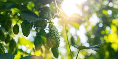 hop cones for making beer and bread  with bright sunlight closeup, agricultural background.- Stock Photo or Stock Video of rcfotostock | RC Photo Stock