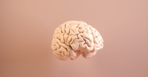 Human brain Anatomical Model- Stock Photo or Stock Video of rcfotostock | RC Photo Stock