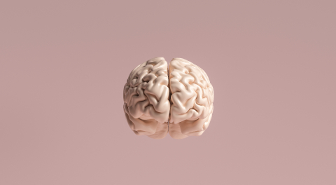 Human brain Anatomical Model- Stock Photo or Stock Video of rcfotostock | RC-Photo-Stock