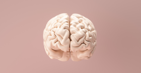 Human brain Anatomical Model : Stock Photo or Stock Video Download rcfotostock photos, images and assets rcfotostock | RC Photo Stock.: