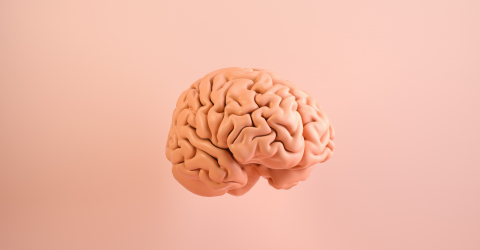 Human brain Anatomical Model. Medical concept image- Stock Photo or Stock Video of rcfotostock | RC-Photo-Stock