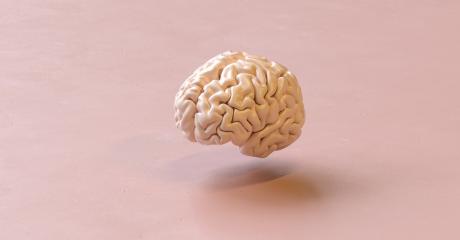 Human brain Anatomical Model on a floor ground- Stock Photo or Stock Video of rcfotostock | RC-Photo-Stock