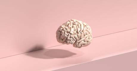 human brain Anatomical Model on floor- Stock Photo or Stock Video of rcfotostock | RC Photo Stock