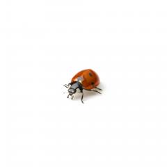 Ladybug Beetle with black points on white background.- Stock Photo or Stock Video of rcfotostock | RC-Photo-Stock
