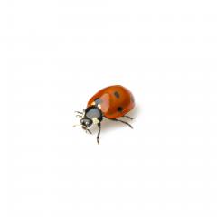 Ladybug Beetle with black points on white background.- Stock Photo or Stock Video of rcfotostock | RC Photo Stock