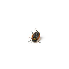 Ladybug Beetle with black points on white background.- Stock Photo or Stock Video of rcfotostock | RC-Photo-Stock