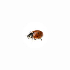 Ladybug Beetle with black points on white background.- Stock Photo or Stock Video of rcfotostock | RC Photo Stock