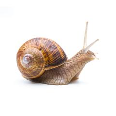 land Snail : Stock Photo or Stock Video Download rcfotostock photos, images and assets rcfotostock | RC Photo Stock.: