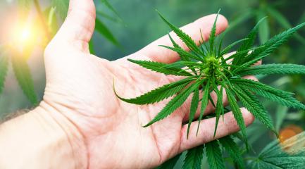 large number of cannabis flowers the hands of a Hande. Concept of herbal alternative medicine, cbd oil, pharmaceutical industry- Stock Photo or Stock Video of rcfotostock | RC-Photo-Stock