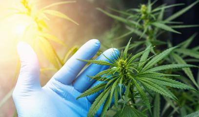 large number of cannabis flowers the hands of Medetsinsky employee. Concept of herbal alternative medicine, cbd oil, pharmaceutical industry : Stock Photo or Stock Video Download rcfotostock photos, images and assets rcfotostock | RC Photo Stock.: