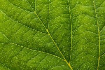 leaf with dew drops background - Stock Photo or Stock Video of rcfotostock | RC-Photo-Stock