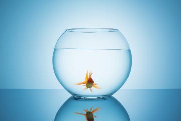 lonely goldfish in a fishbowl- Stock Photo or Stock Video of rcfotostock | RC-Photo-Stock
