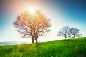 Lonely tree on a field of grass in spring with beautiful bright sun rays- Stock Photo or Stock Video of rcfotostock | RC-Photo-Stock