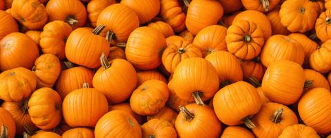 lot of pumpkins at outdoor farmers market as halloween decoration- Stock Photo or Stock Video of rcfotostock | RC Photo Stock