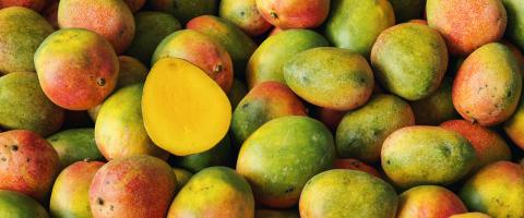 Lots of mangoes with halved mangoes in a pile- Stock Photo or Stock Video of rcfotostock | RC-Photo-Stock