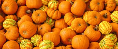 Lots of pumpkins in a pile, vegan food, as halloween decoration- Stock Photo or Stock Video of rcfotostock | RC Photo Stock