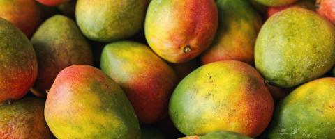 Lots of ripe colorful mangoes in a pile as a background- Stock Photo or Stock Video of rcfotostock | RC-Photo-Stock