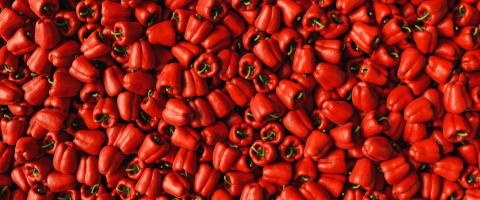 Lots of ripe fresh red paprika peppers bells as a background texture header, banner size- Stock Photo or Stock Video of rcfotostock | RC-Photo-Stock