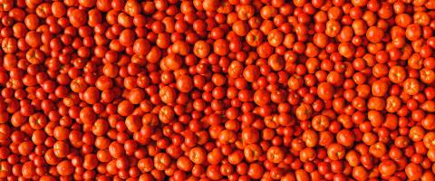 Lots of tomatoes and beefsteak tomatoes as a background texture header, banner size- Stock Photo or Stock Video of rcfotostock | RC Photo Stock