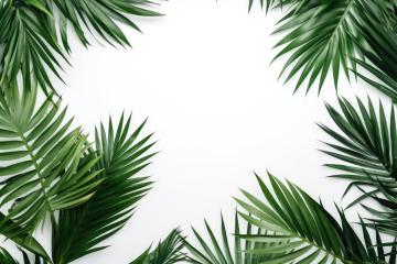Lush green tropical leaves forming a frame on a white backdrop- Stock Photo or Stock Video of rcfotostock | RC Photo Stock