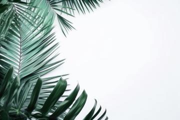 Lush tropical leaves gracefully arranged against a white backdrop- Stock Photo or Stock Video of rcfotostock | RC Photo Stock