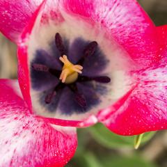 Macro from a pink Tulip bud- Stock Photo or Stock Video of rcfotostock | RC Photo Stock