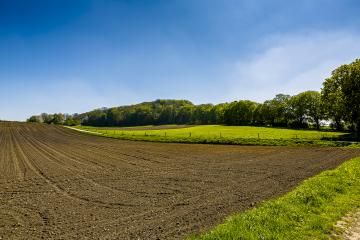 maize field with young plants and forest- Stock Photo or Stock Video of rcfotostock | RC Photo Stock