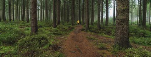 man in yellow rain jacket goes on a path in to the forest, banner size- Stock Photo or Stock Video of rcfotostock | RC Photo Stock