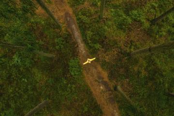 man in yellow rain jacket standing on path in the forest - view from a drone- Stock Photo or Stock Video of rcfotostock | RC-Photo-Stock
